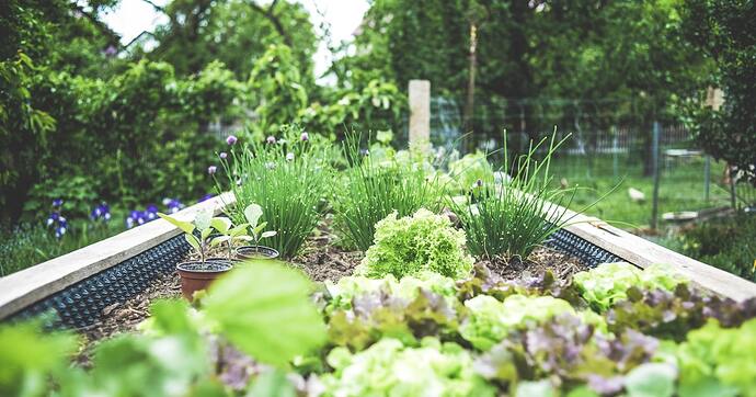 vegetable garden soil plants