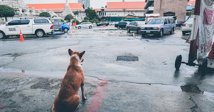 stray dogs rescue Bangkok