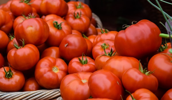 homegrown tomato harvest