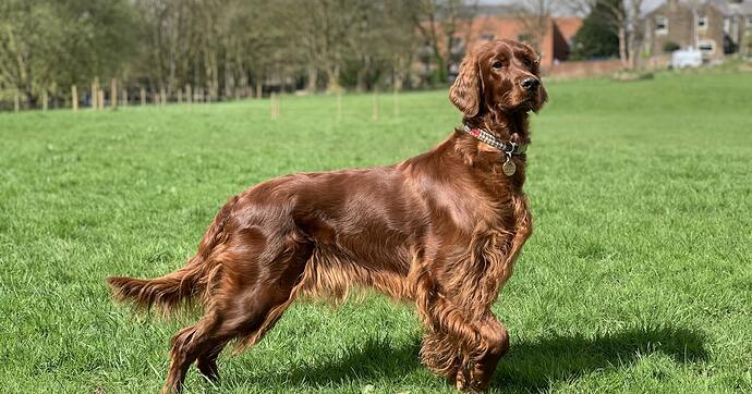 irish setter hunting dog field