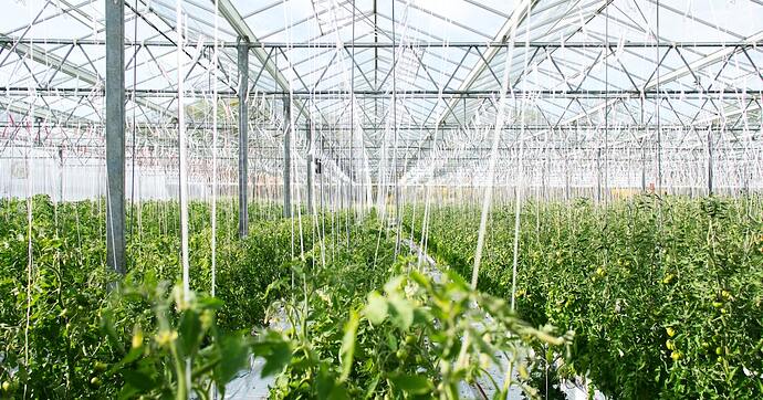 hydroponic greenhouse plants