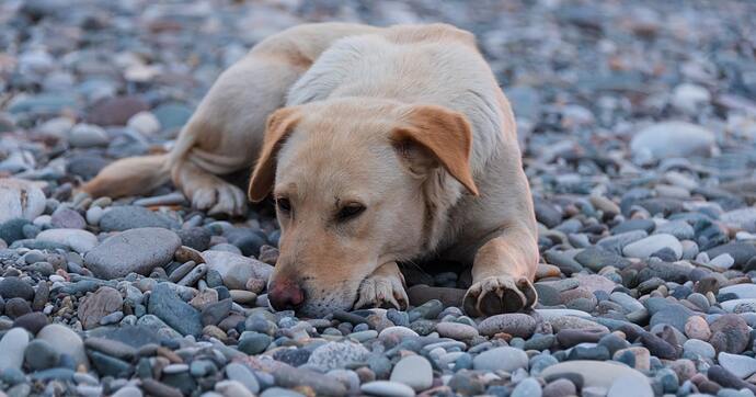 stray dog street urban