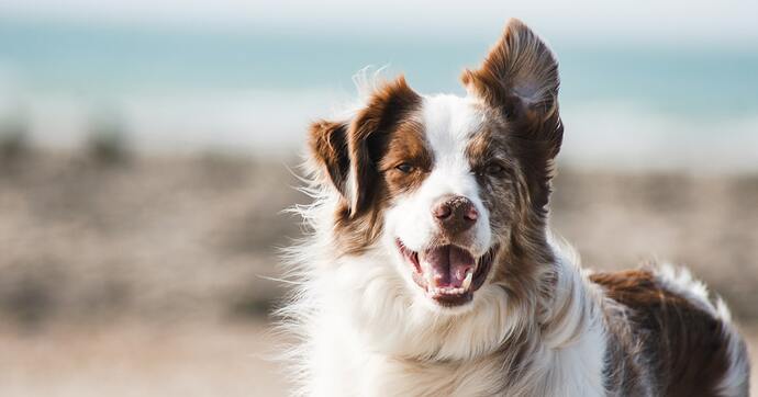 Free Spirit Dog