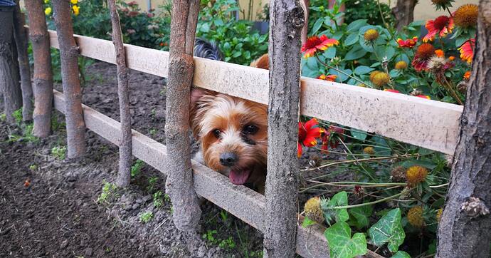 homestead farm garden livestock guard dog