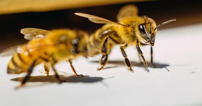 Honey for Eyes: Science, Safety, and What Kind to Use?