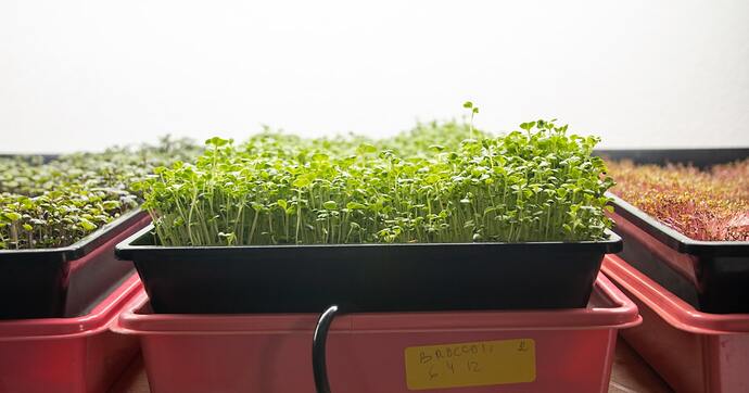 hydroponics seedlings grow lights