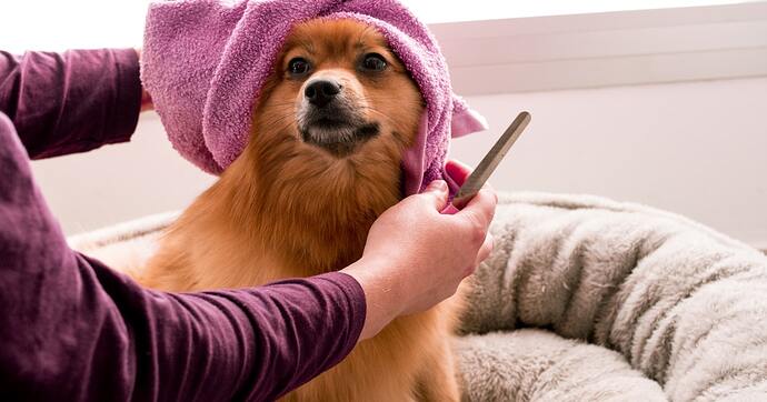 dog-grooming