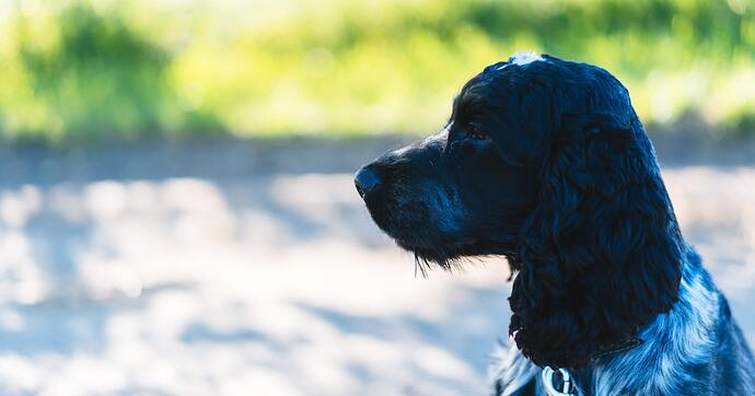 cocker spaniel puppy blue roan