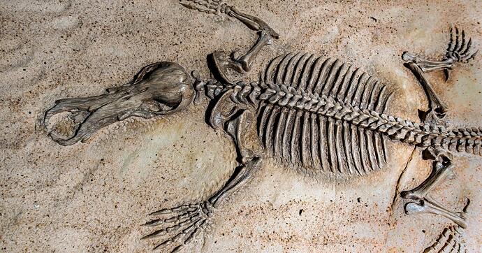 fossil excavation dinosaur bones
