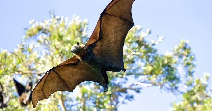 vampire bat animal