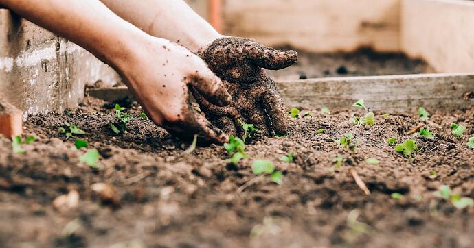 homestead garden soil