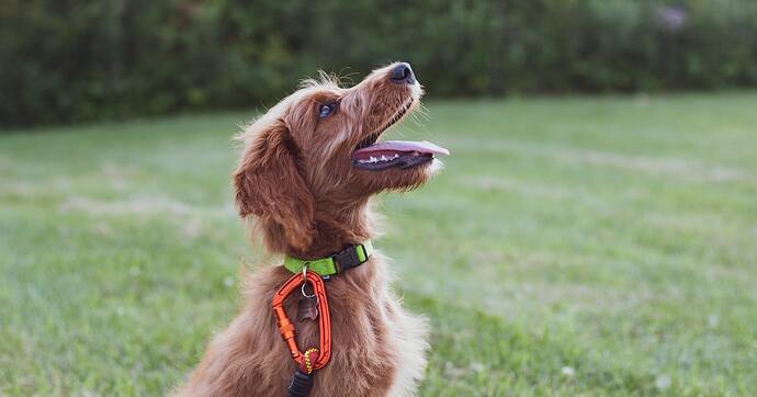 Puppy training session