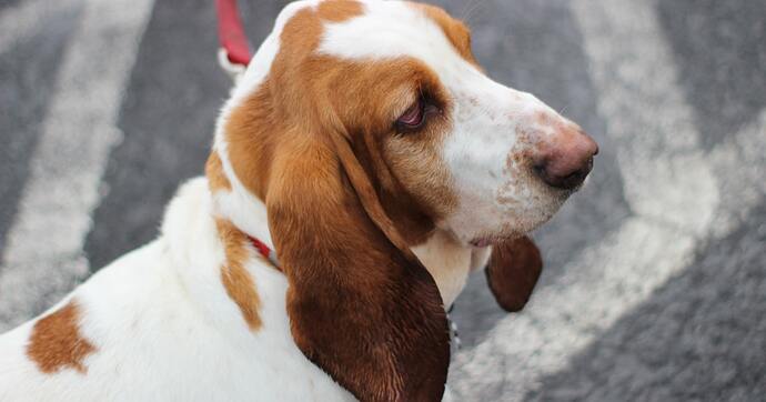 petit basset griffon vendeen dog breed