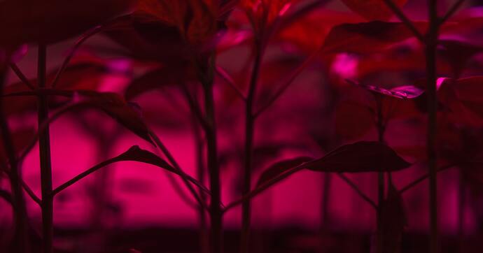 pepper seedlings grow lights